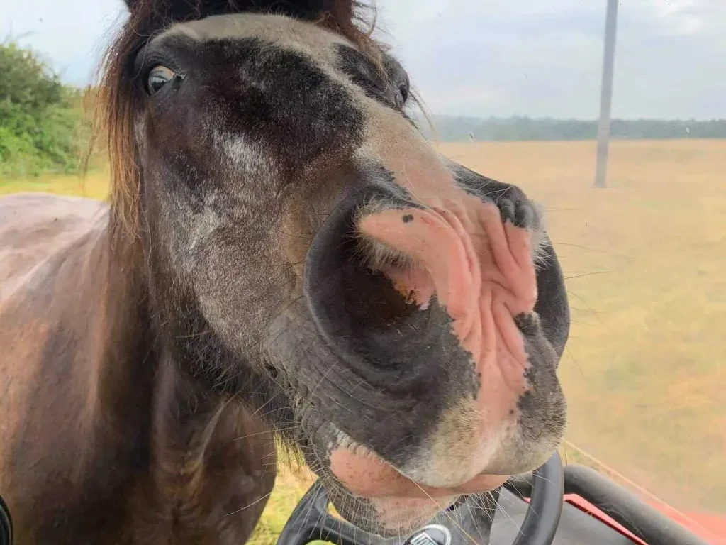 Horse face 2