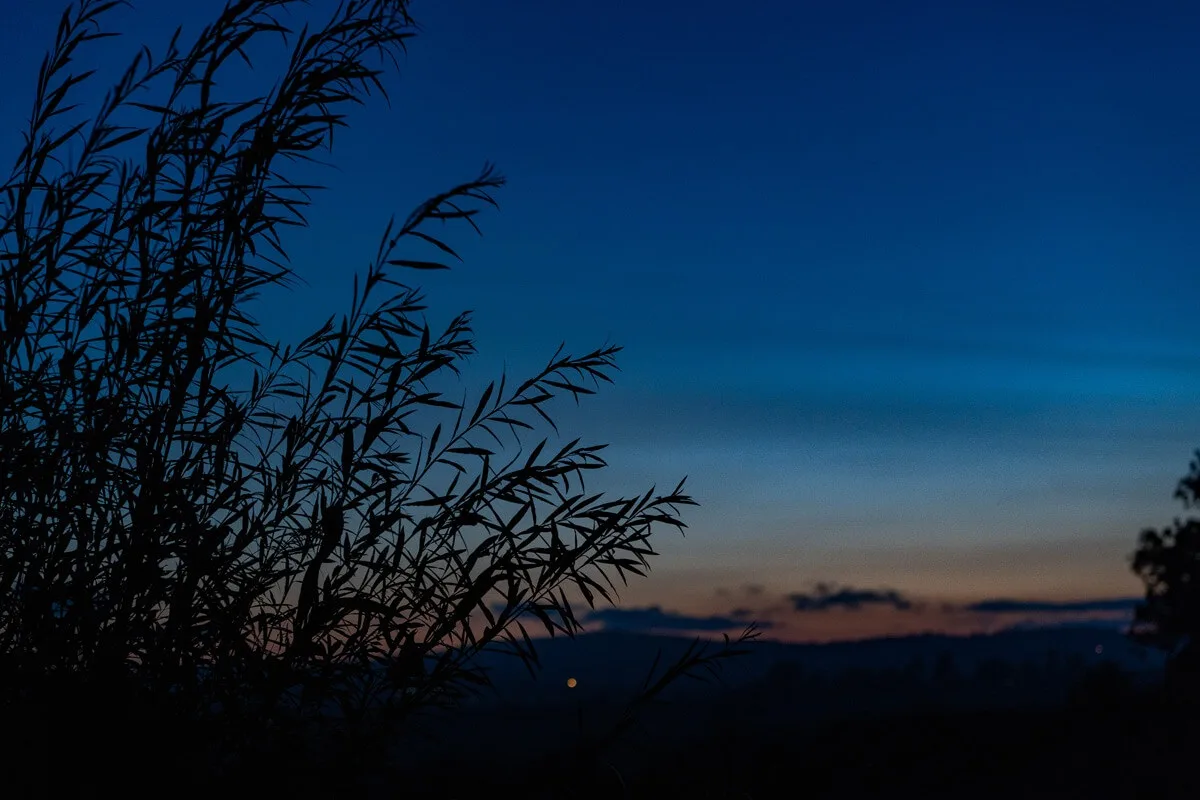Leaves at dusk