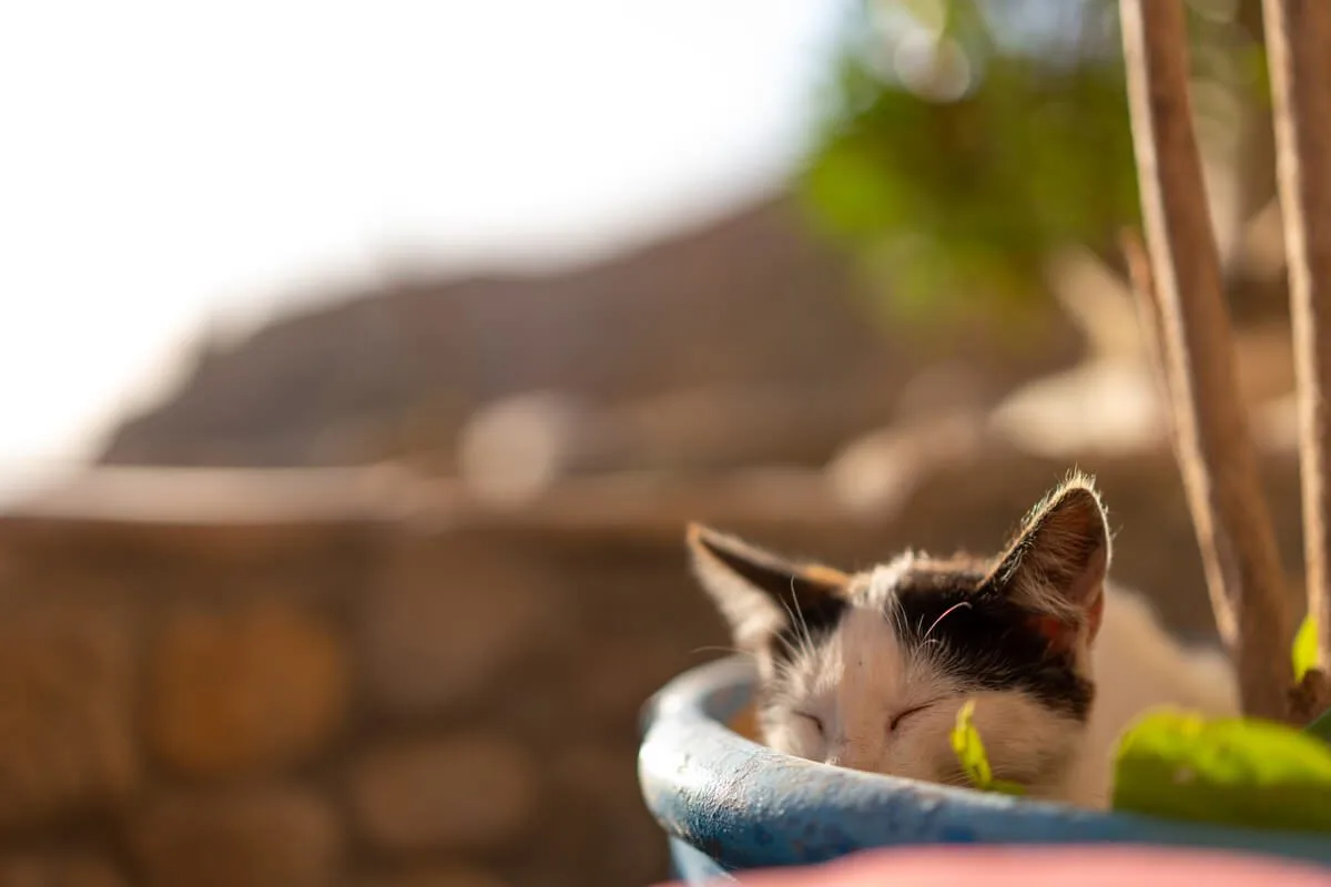 Snoozing cat