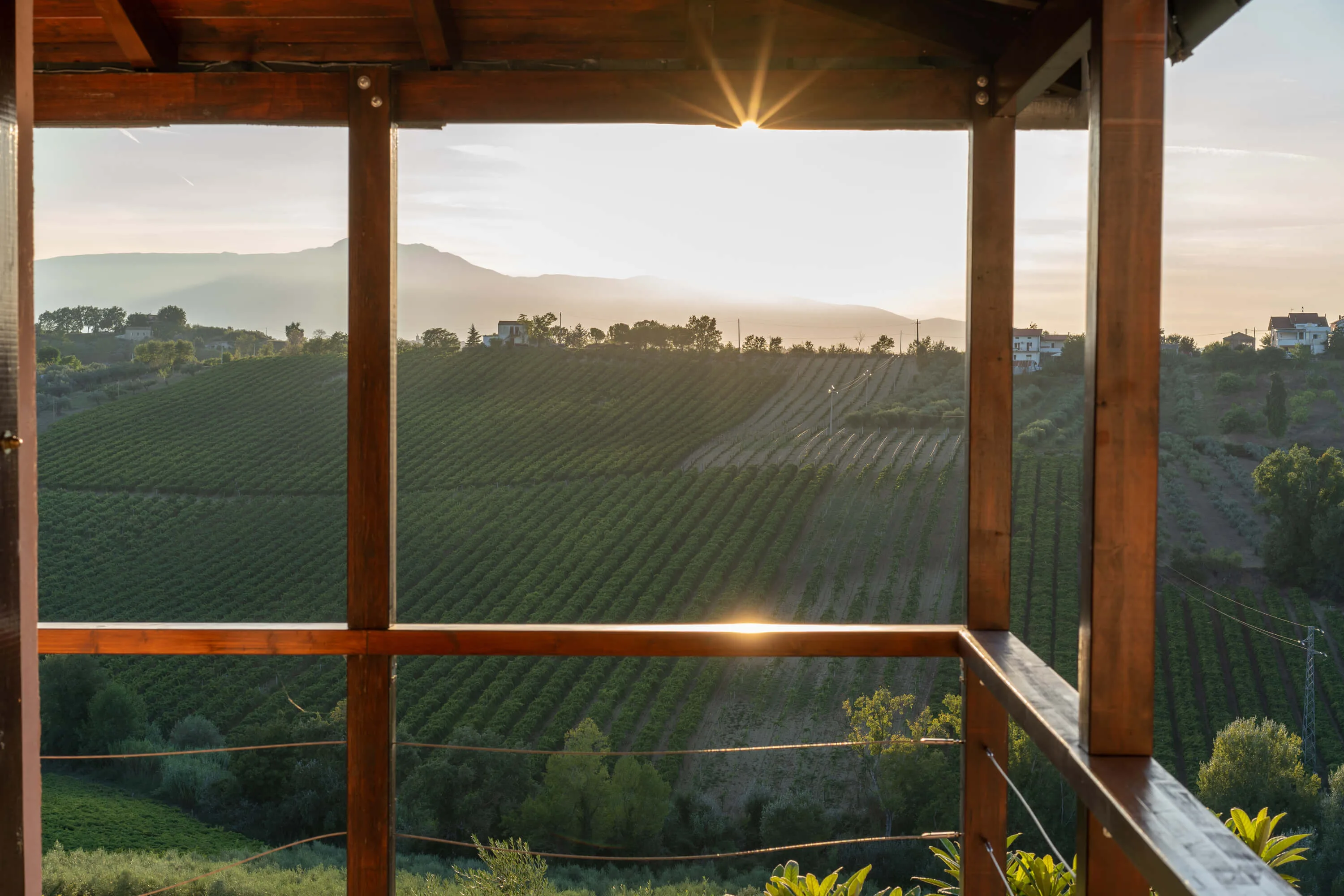 Italy vineyards
