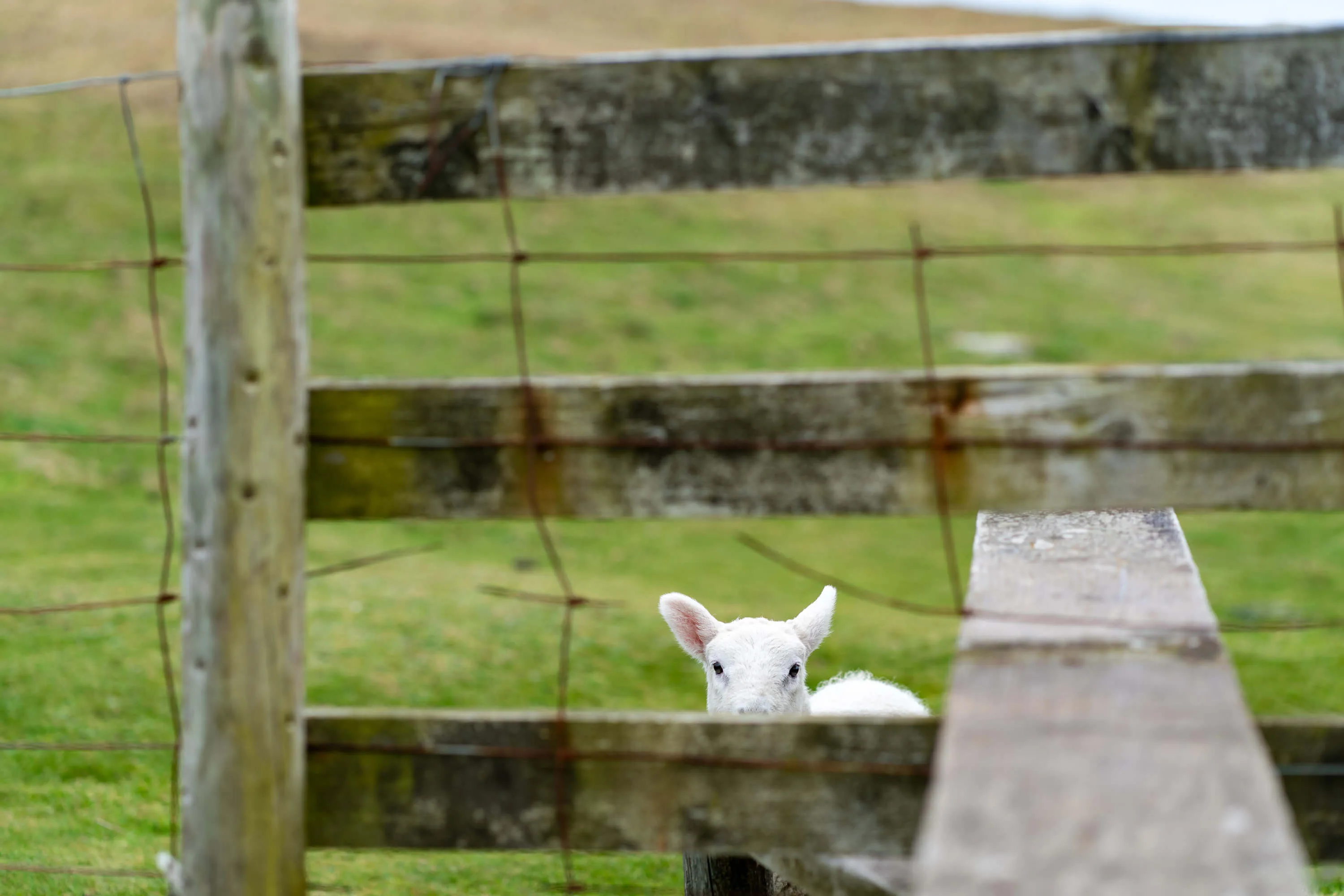 Lamb